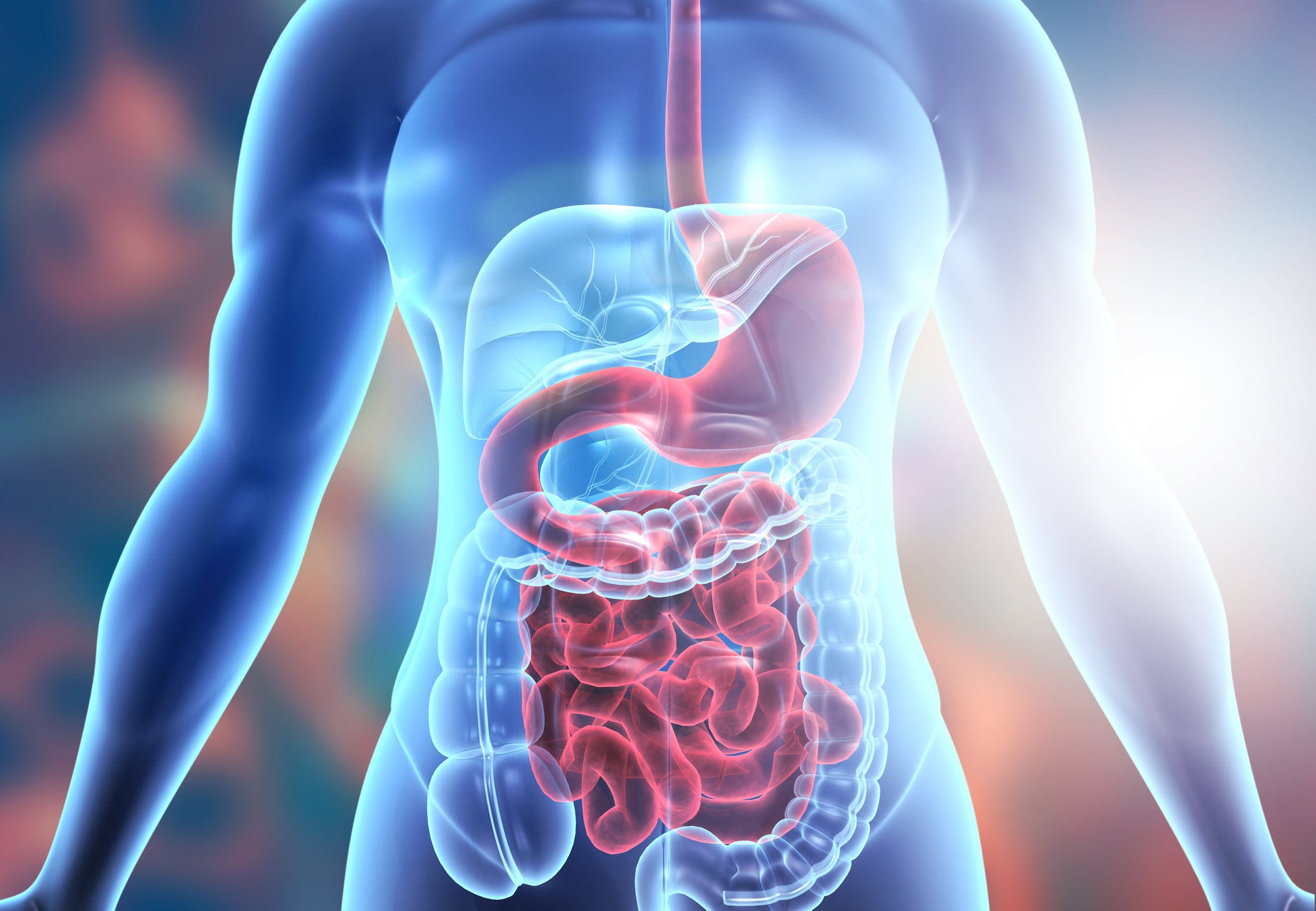 The Gut Connection: How to Improve Your Digestion and Gut Health in 6