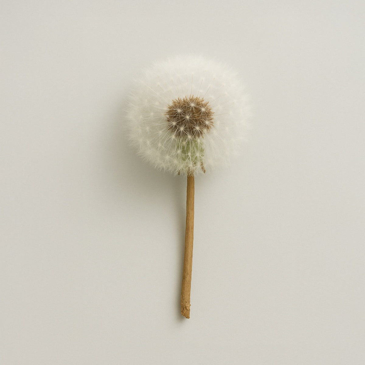 Dandelion - Nuzest UK