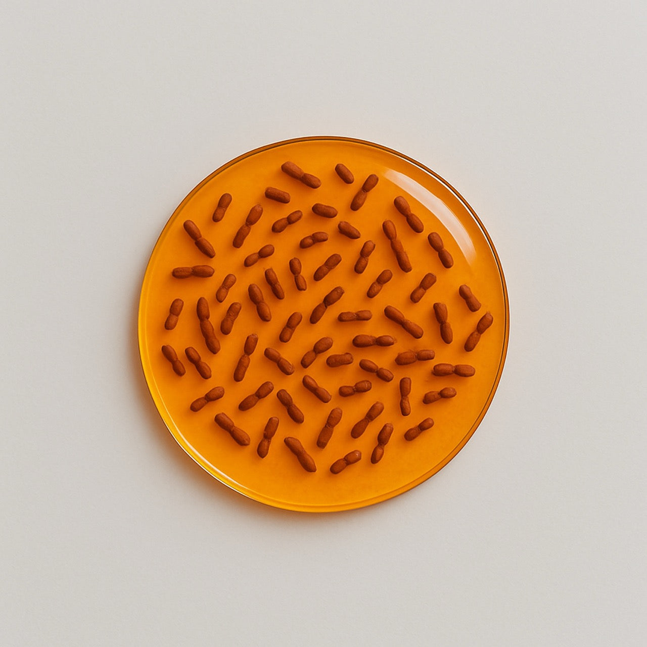 Nuzest ingredients - Lactococcus lactis