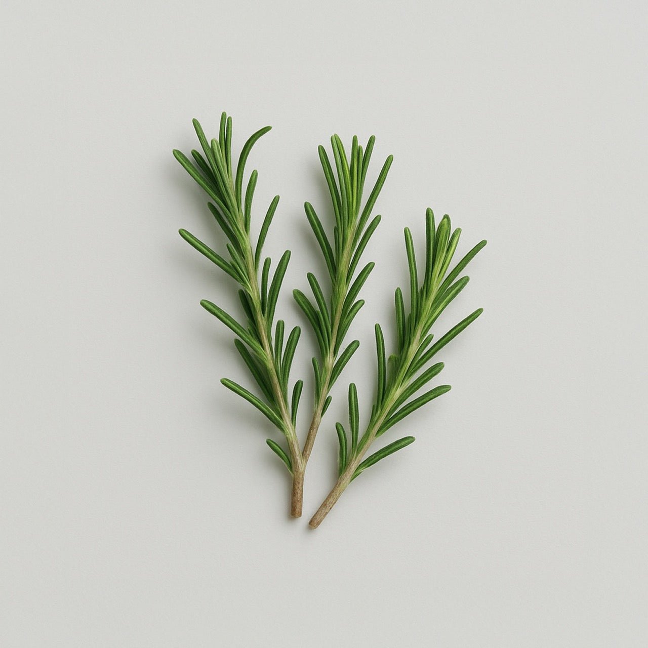 Rosemary - Nuzest UK